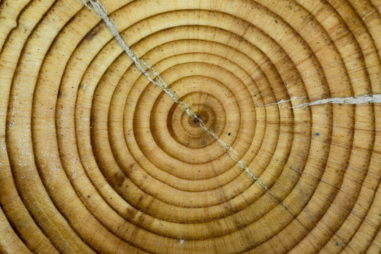 Old Wood Texture