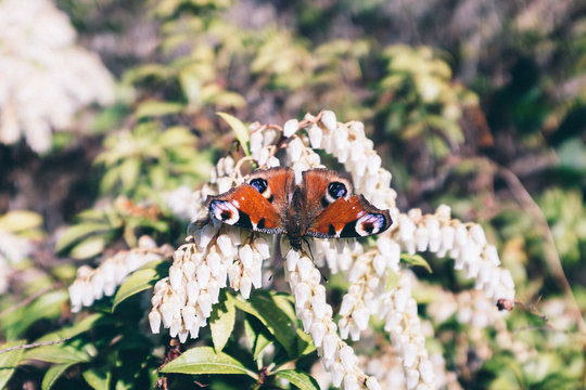 Emau Images Browse 61 Stock Photos, Vectors, and Video Adobe Stock