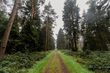 Obraz premium Wald bei Stade