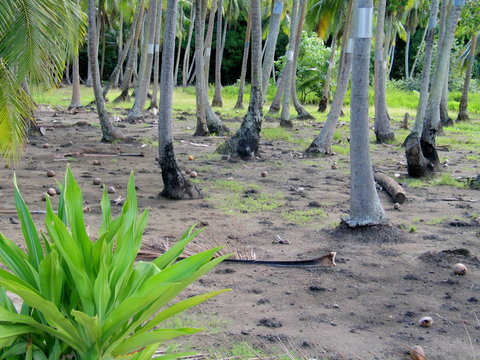 Tahiti. Naturaleza y flora en Polinesia francesa (Oceania)