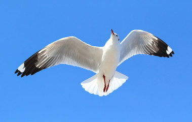 seagull flying in the blue sky