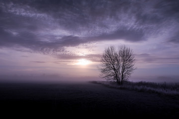 Fototapeta na wymiar Relaxing image of a purple foggy landscape in the sunrise with a lonely tree.
