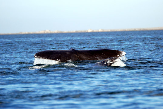 Whale In Los Cabos