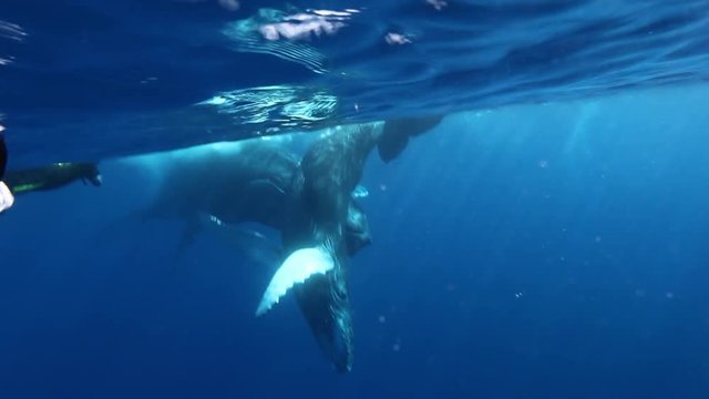 Whale calf with mother humpback and diver in water surface of Pacific ocean. Amazing background. Unique video for film in blue sea of Roca Partida Island.