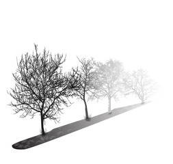 Realistic trees silhouette in the fog (Vector illustration).ai10