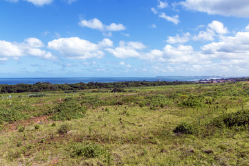 Coastal Vegetation against Sea and Distant Durban City Skyline