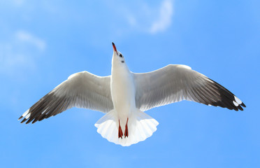 Fototapeta premium seagull flying in the blue sky