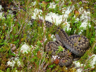 Teo viper snackesalig