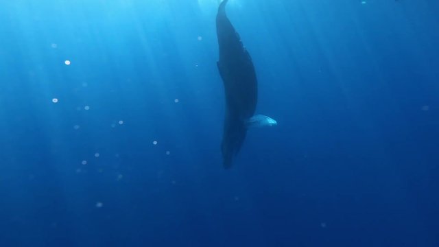 Whale Humpback vertically erect near divers underwater in Pacific ocean. Amazing background of water surface. Unique video for film in blue sea of Roca Partida Island.
