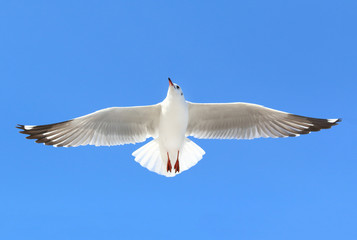 seagull flying in the blue sky