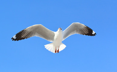 seagull flying in the blue sky