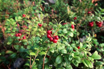 Lingonberry, cowberry