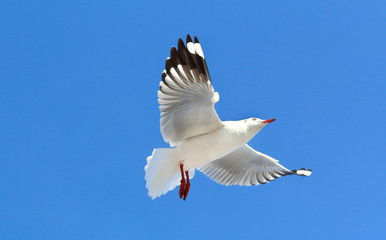 seagull flying in the blue sky