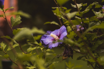 Hibiskus mit Regentropfen © Markus