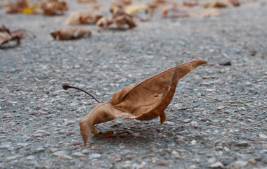 Yellow maple leaf on asphalt, autumn leaf lying on the ground, falling leaves in autumn.