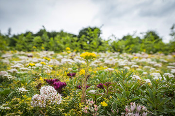 Obraz premium Meadow with a variety of colorful flowers