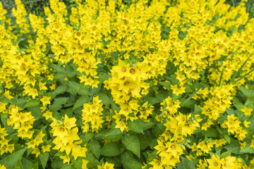 Bunch of yellow flowers in a garden