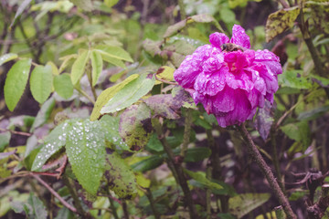 Purple flower with a wasp in a garden
