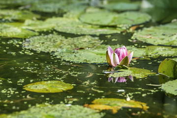 Pink water lily in a pond with algae