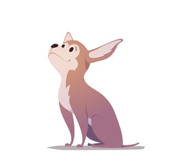 Illustration of vector chihuahua in flat style.