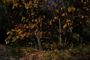 SONY DSC