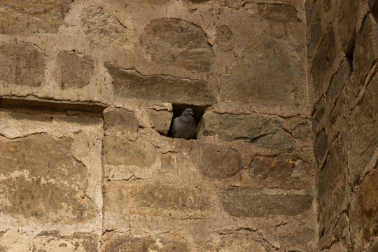 Taube in der Wand