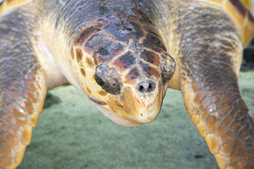 Loggerhead turtle on a naturel background