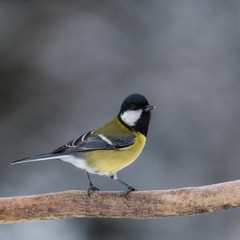 a little tit on a branch in Sweden