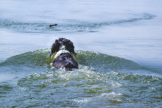 Dog swims for his aport