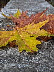 Colorful maple leaves on the pavement, yellow leaves, green leaves, brown leaves, autumn leaves lie on the ground, falling leaves in autumn.