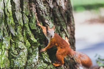 Red squirrel on trunk of tree