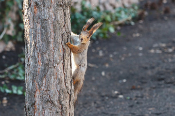 Gray squirrel on tree trunk closeup