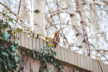 red squirrel with large fluffy ears sits on fence