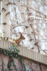 red squirrel with large fluffy ears sits on fence