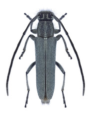 Beetle Phytoecia nigricornis on a white background