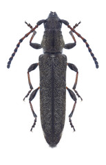 Beetle Deilus fugax on a white background