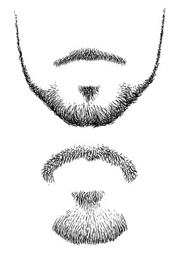 Beard Illustration, Drawing, Engraving, Ink, Line Art, Vector