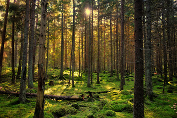 Cozy mossy green forest with back-light in the sunset.