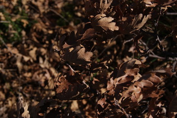 SONY DSC