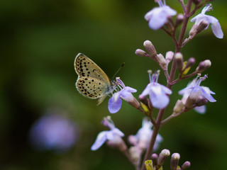 薄紫の花としじみ蝶