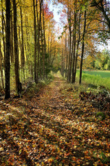 Obraz premium Long shadows over pathway covered with yellow dead leafs. Lane of colorful autumn trees.