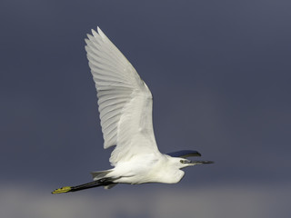 Little Egret Flying on Blue Sky