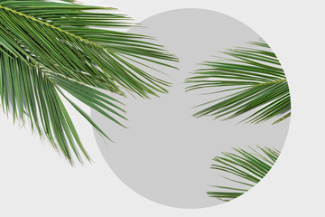Fototapeta na wymiar Tropical palm leaves on bright background. Summer minimal concept. Flat lay.