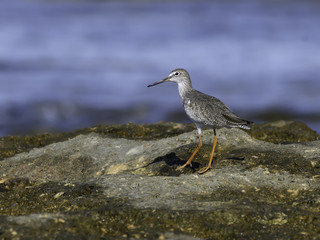 Common Redshank Foraging on Sea Shore