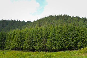 Beautiful fir forest at sunny summer day