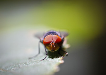 House fly red eye and front macro closeup in the wild