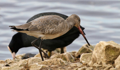 Black Tailed Godwit
