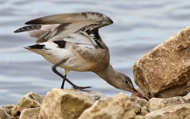 Black Tailed Godwit