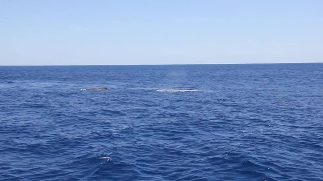 Giant Humpback Whales mother and young calf in Pacific ocean. Amazing unique shooting.