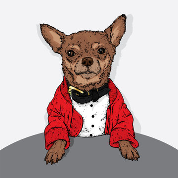 Stylish puppy in a jacket and a collar. A pedigree dog in clothes and accessories. Fashion & Style. Funny Chihuahua.